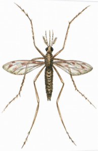 Historic drawing of a mosquito