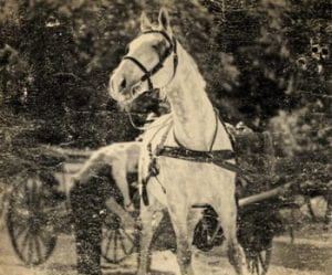 Photograph of a horse harnessed to pull a carriage.